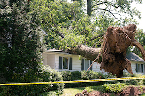 Woodstock-Tree-Damage