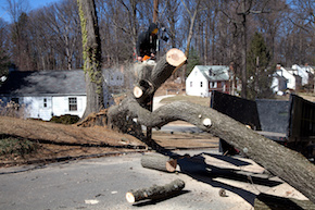 Tree removal