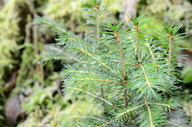 pine tree close-up