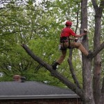 affordable tree services marietta ga