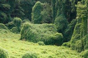 atlanta kudzu removal experts image