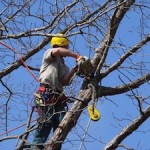 tree service acworth GA