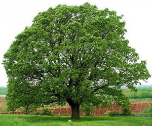 oak tree