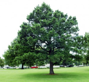 pine tree image