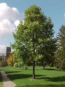 tulip tree image