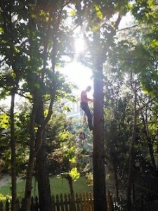 SCS Tree Removal Expert In Action