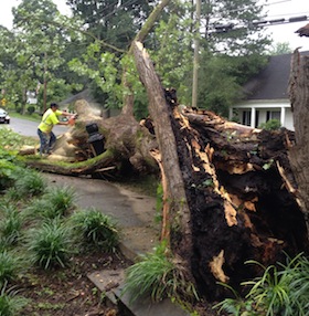 best-tree-removal-company-in-acworth-ga