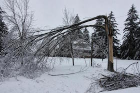 Ice damaged tree