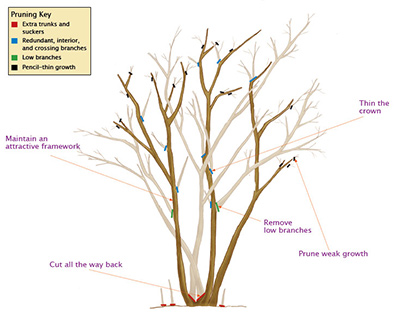 Crepe Myrtle Tree Pruning Service