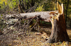 Damage from Tree before tree removal