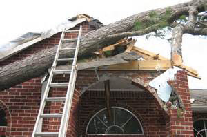 House destroyed by a fallen tree