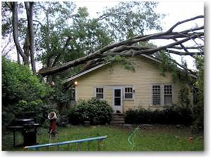 tree removal falls down to a roof