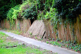 Ivy removal woodstock ga