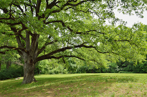 marietta-tree-service