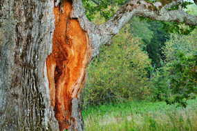 Old mighty oak tree in Latvian countryside
