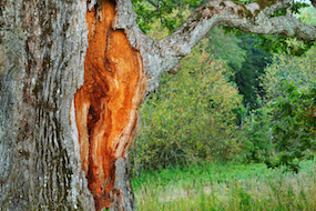 Marietta Tree Removal