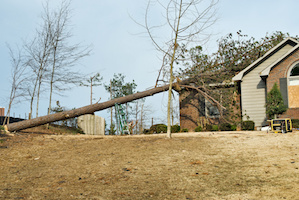 Tree Removal in Marietta, GA
