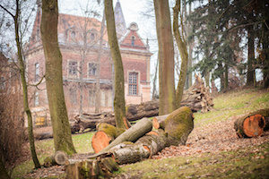 felled trees in the park