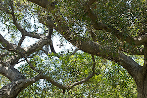 Roswell Tree Removal