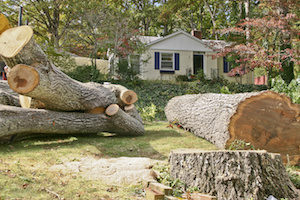 Tree Service in Woodstock, GA