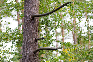tree pruning tips by a professional tree service