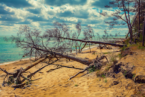 Fallen pine tree on the beach
