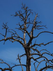 spring tree pruning needed when trees run out of leaves