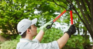 tree pruning without climbing spikes
