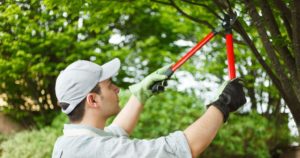 When Should You Use Tree Climbing Spikes