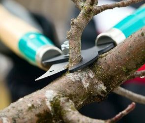 Keep Your Community’s Trees Healthy with Help from Tree Service Experts