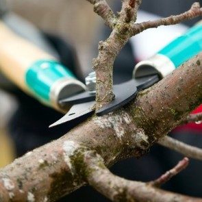 spring tree pruning techniques