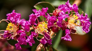 Crepe Myrtle Trimming in Woodstock