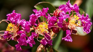 Crepe Myrtle Trimming in Woodstock