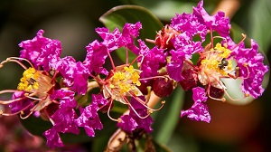 Woodstock, GA Professional Tree Service Prunes Crepe Myrtles