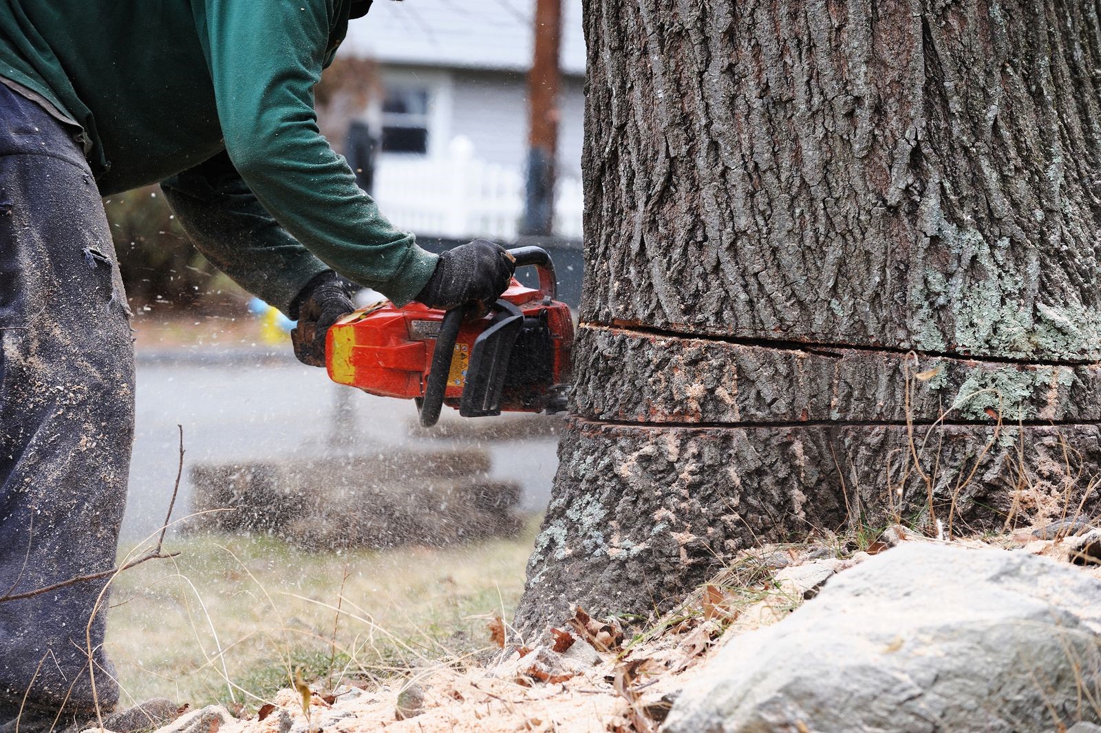 When to Call a Professional Tree Service Provider from Marietta, GA