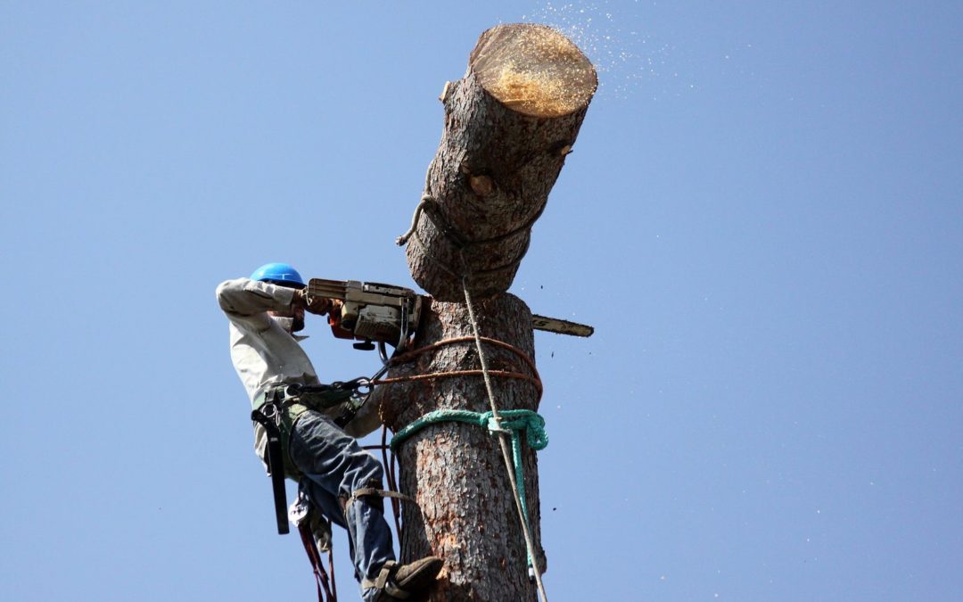 Top Reasons to Call a Tree Removal Service and Save Your Landscape