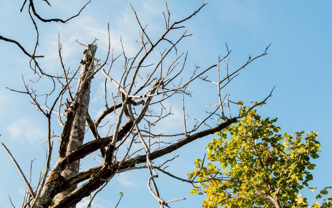 Signs for a Dead tree removal