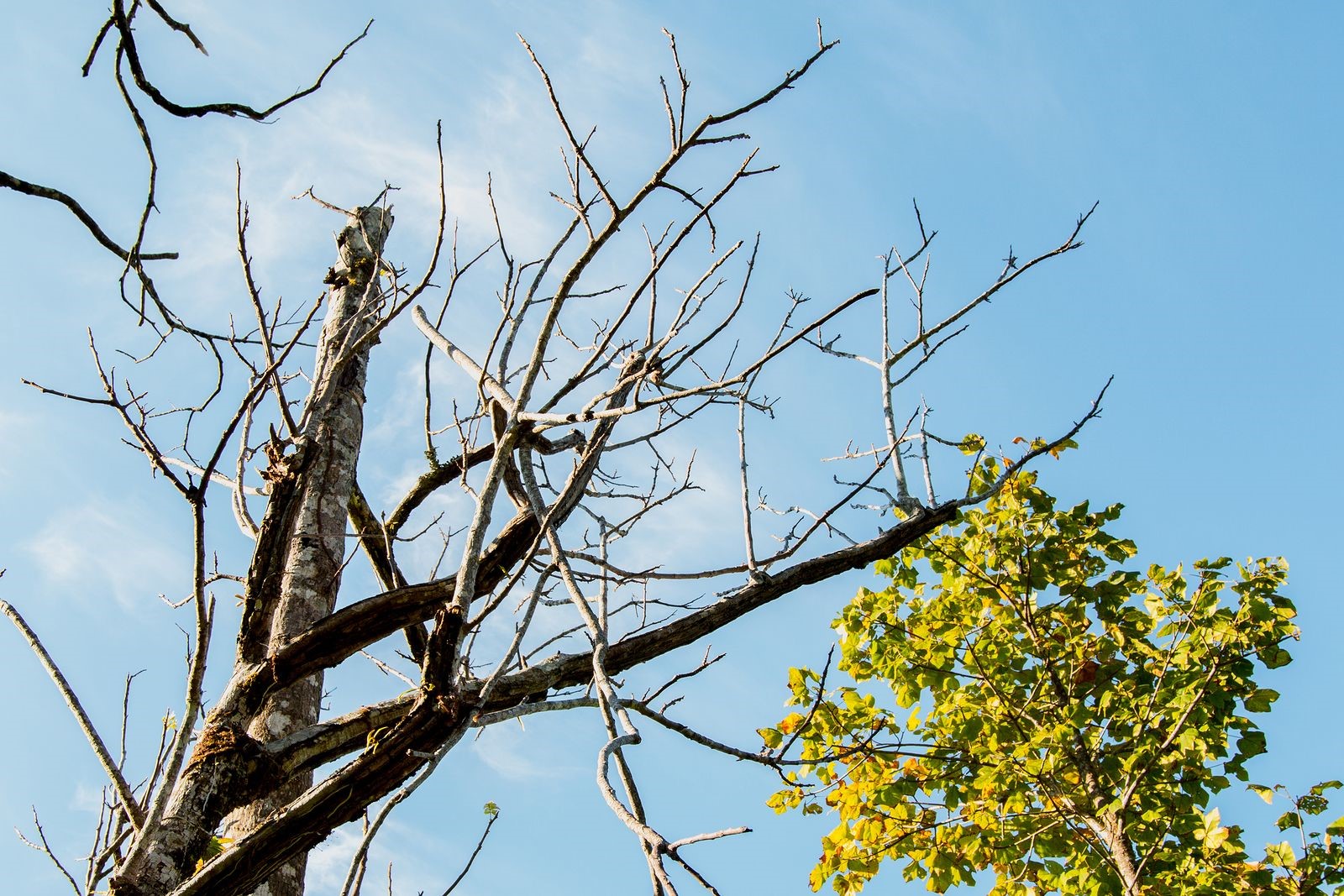 Distinct Signs that You Should Call a Tree Removal Service for Help