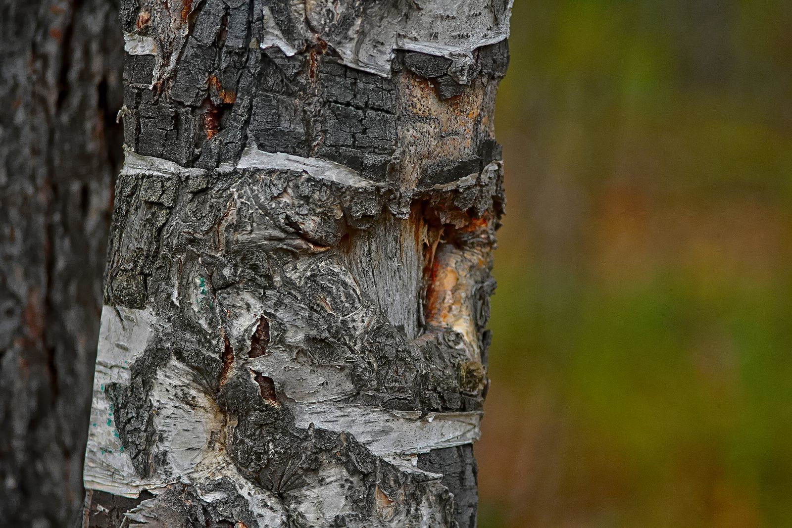 Tree removal services identify old, dead tree with open wound on trunk