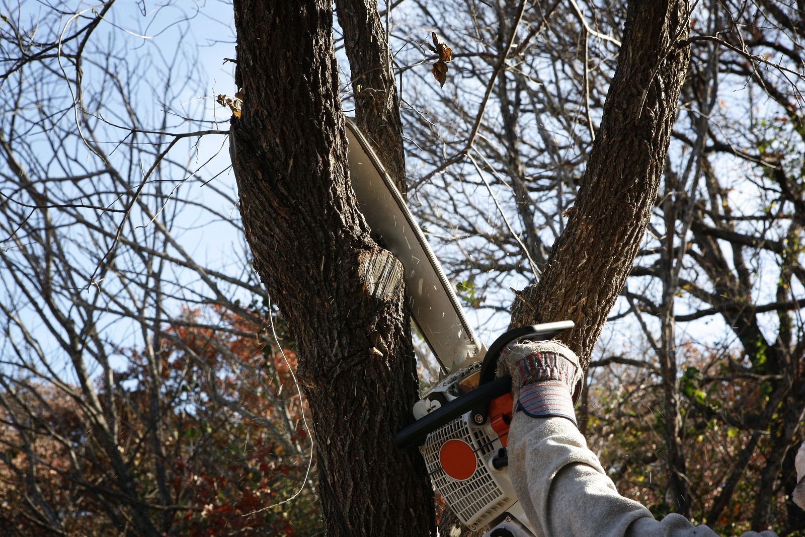 A Tree Service Firm in Marietta, GA Helps Spot and Remove Dying Trees