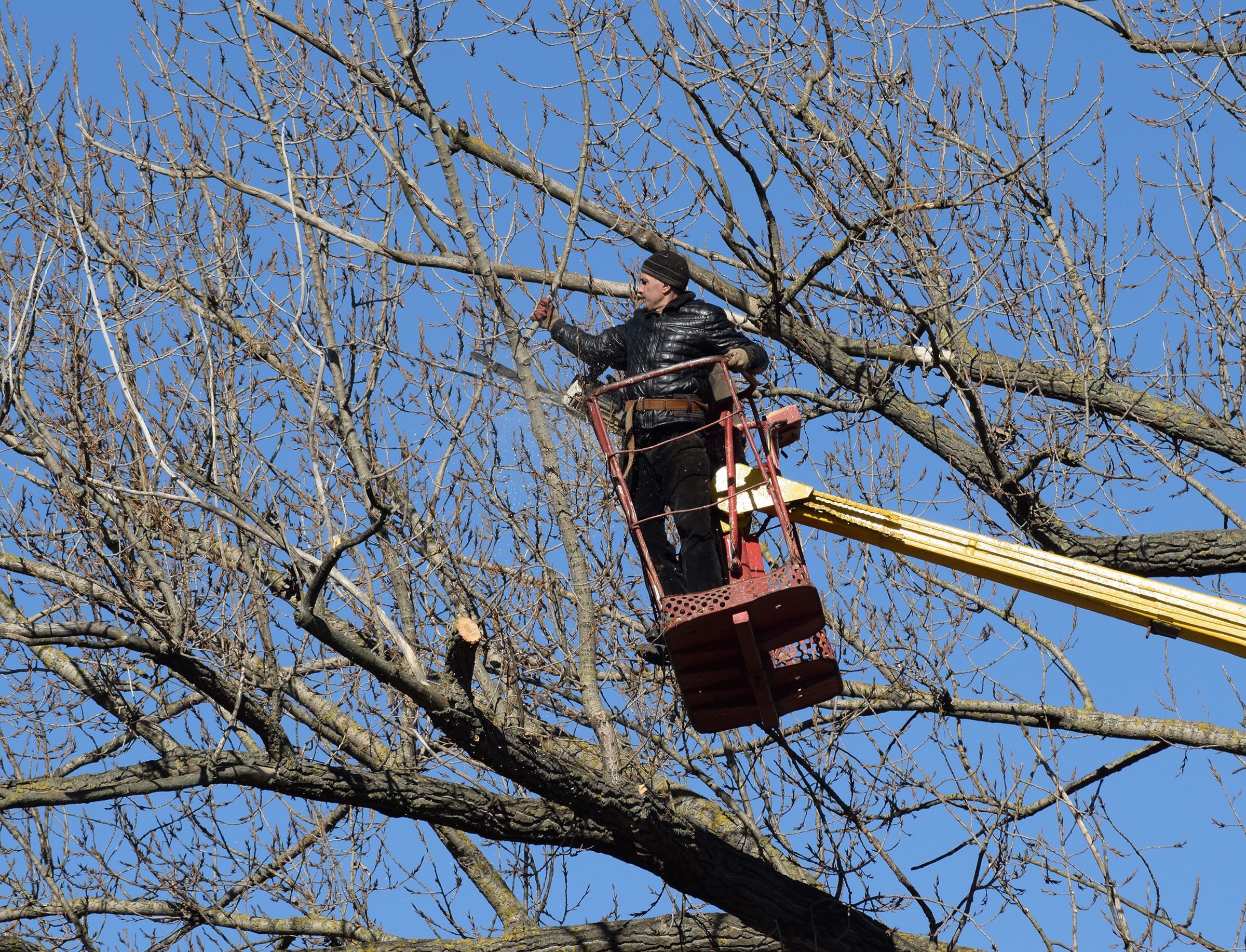 Professional tree service removing dead branches off of several trees