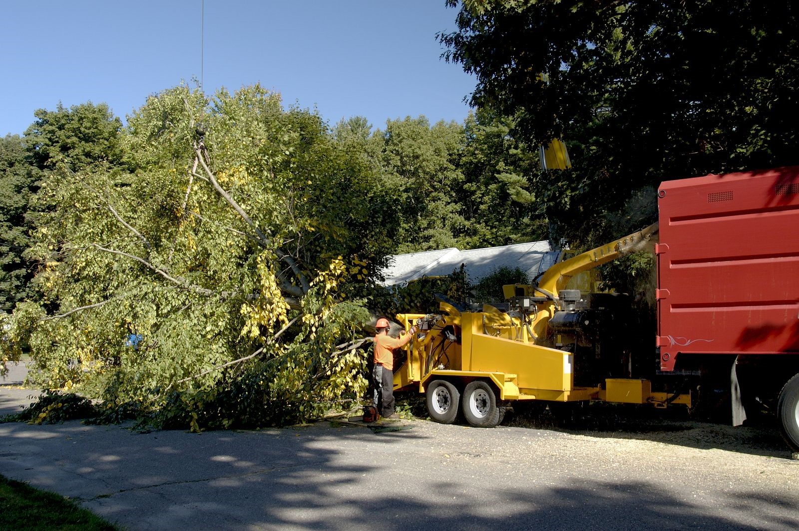 Learn about Common Tree Diseases and Avoid a Potential Tree Removal