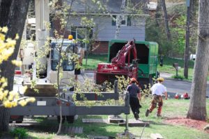 professional tree service company