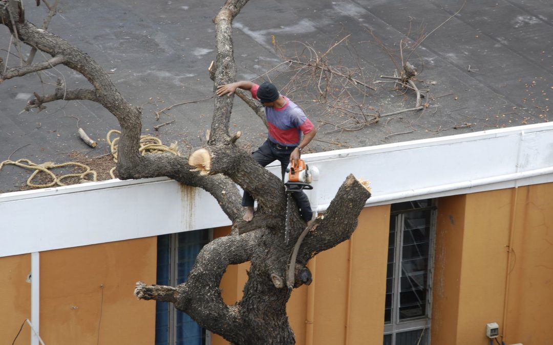 Are You Afraid of Roof and Home Damage from Trees? Call for Tree Removal Service Immediately