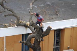 tree service cutting a tree
