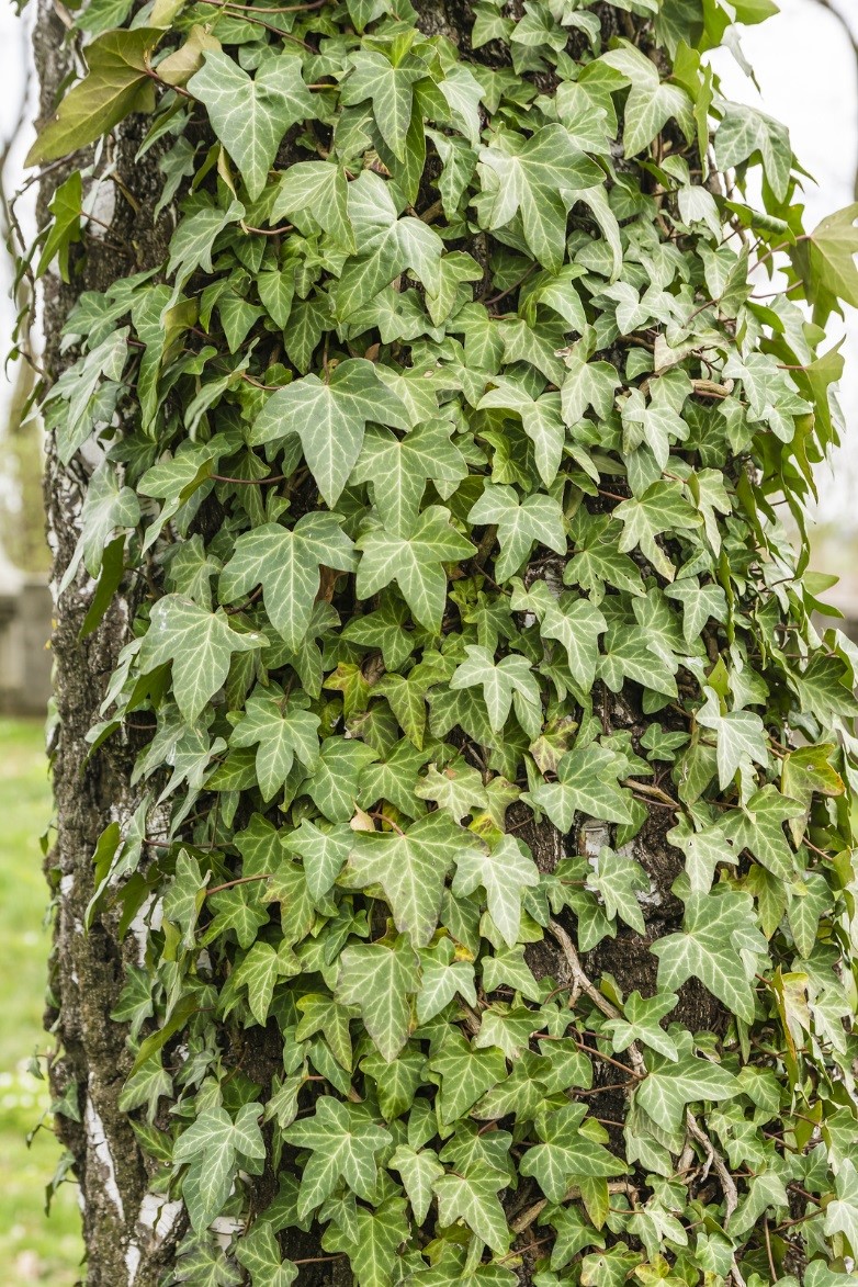 Call Tree Service Right Away When You Have These Kinds of Ivy Problem