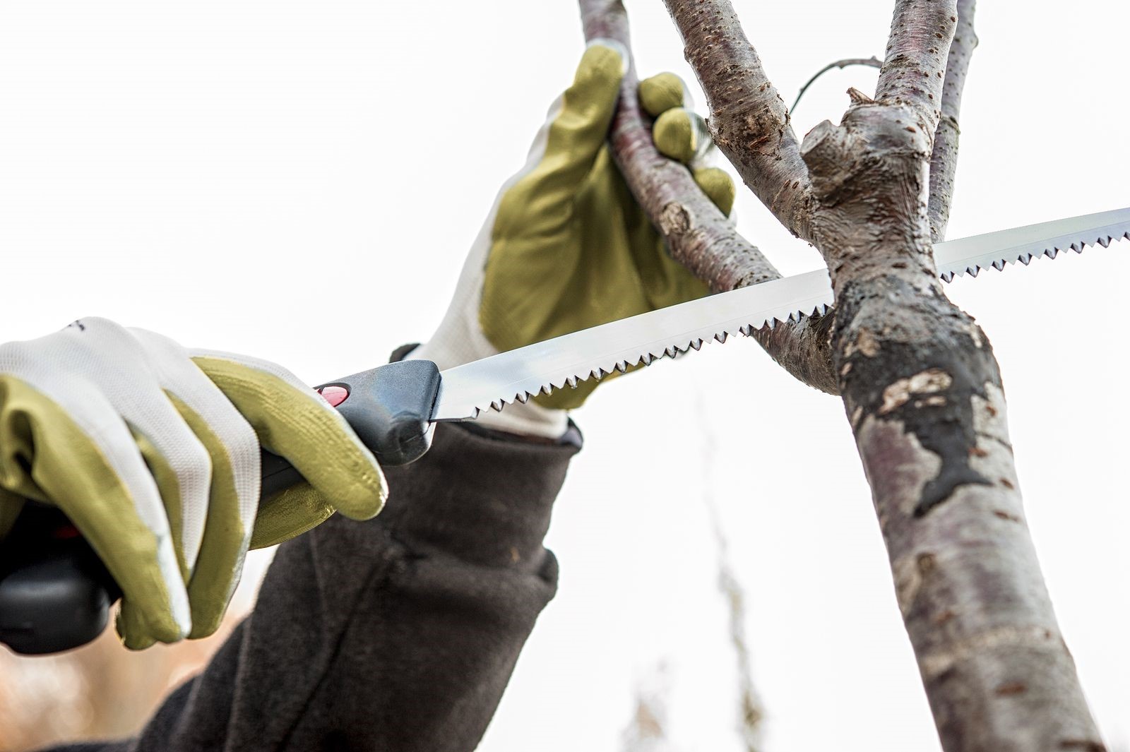 Keeping Trees Healthy Means Calling for These Types of Tree Service