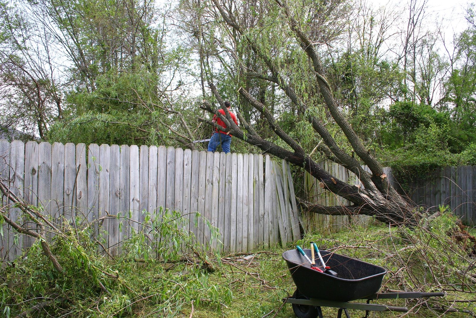 These Serious Tree Dangers Are Reasons Why You Need Tree Removal Now