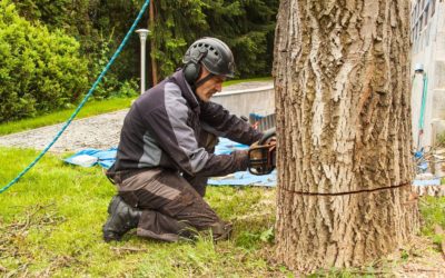 Why is Hiring a Professional Tree Service Important in Acworth GA?