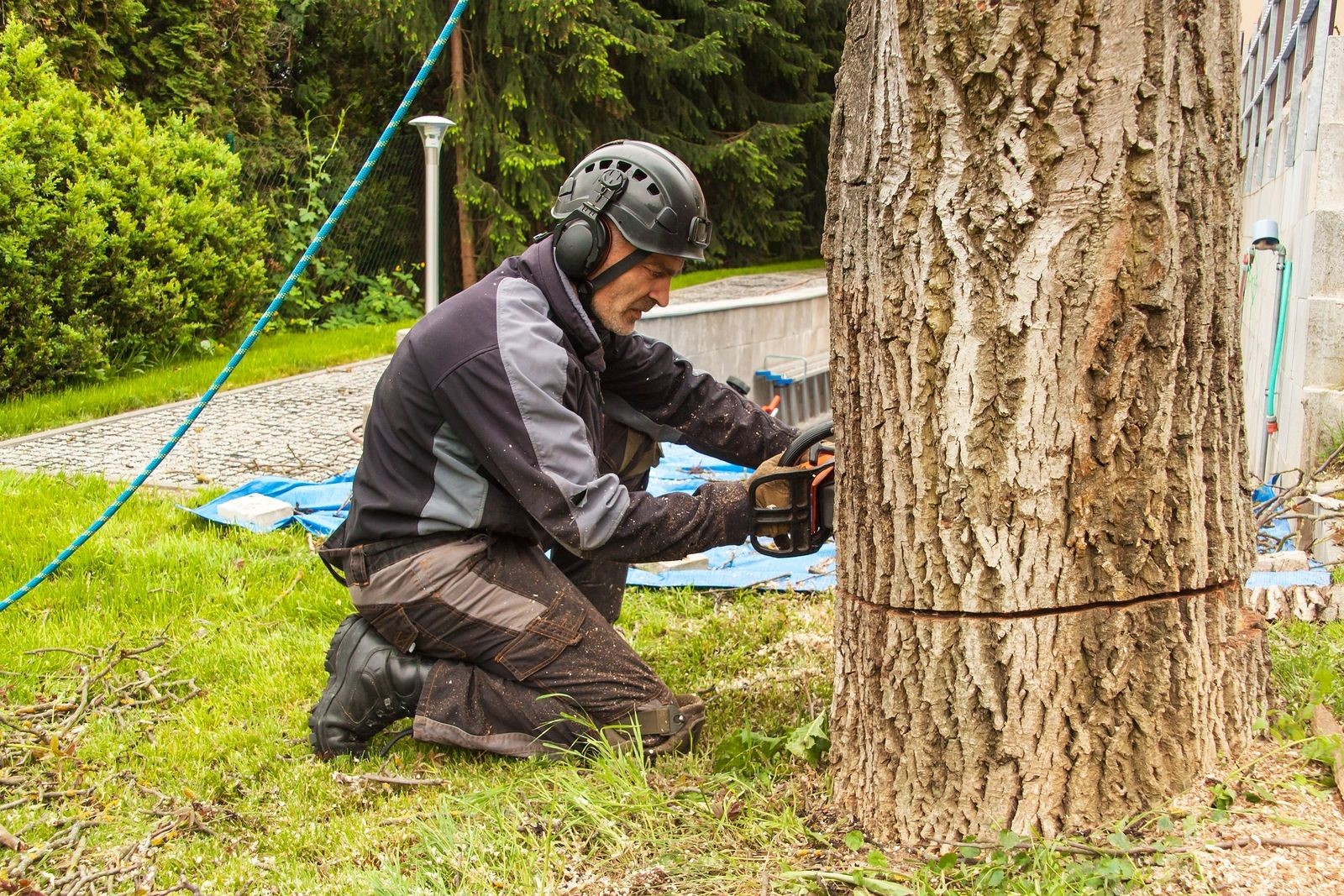 These Are Reasons Why Your Home May Need Urgent Tree Removal Service
